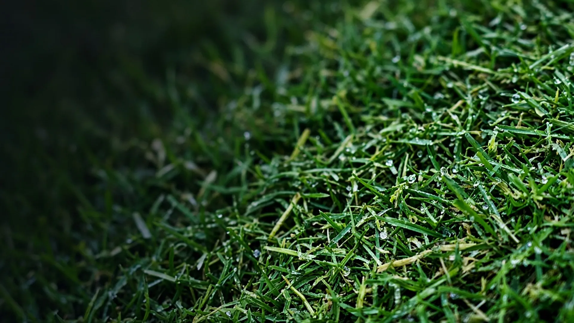 Fine grass clippings settling into turf