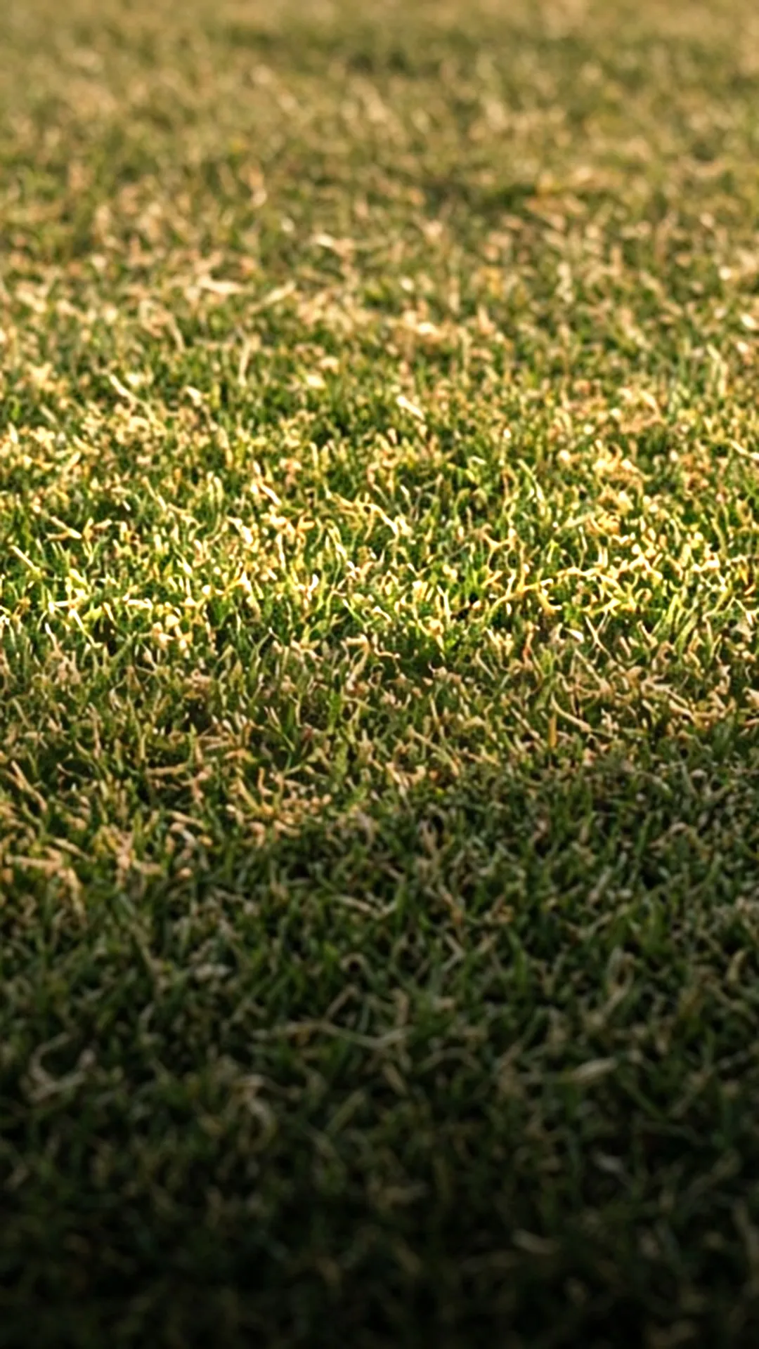Fine grass clippings on a freshly mown lawn